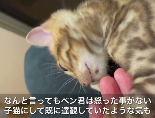 【追悼　ベンガル子猫のビッグベン2】先住猫に遠慮しながらも甘えん坊だったベンガル子猫のビッグベン！