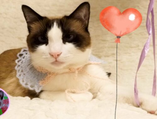 【猫チャレンジ】猫はバルーンの紐を何分持っていられる？ How long can a cat carry a balloon?
