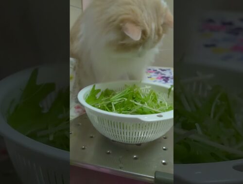 水菜でヘルシーに#大型猫#ラガマフィン