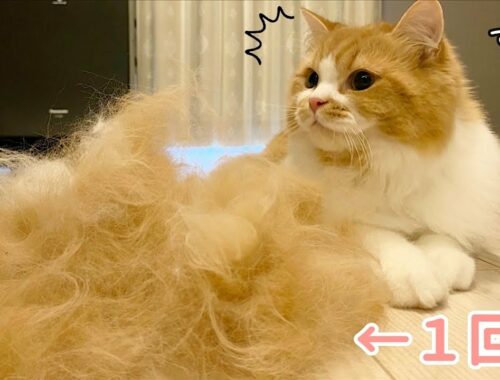 長毛猫は一度のブラッシングでこんなにもモフ毛が取れます！