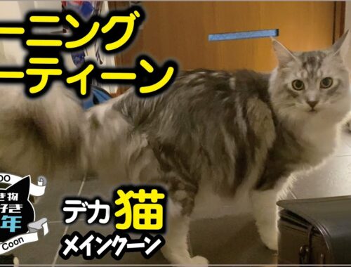 【メインクーン】大型猫と少年のモーニングルーティーン