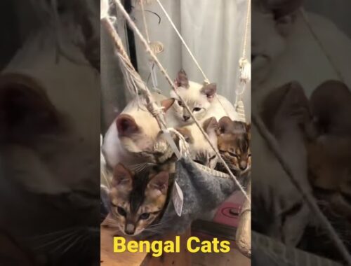 Bengal Cats     Snow Bengal Cats  ホワイトベンガル