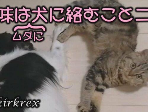 【セルカークレックス】お昼寝中の犬に容赦なく絡む猫【セルカー女子】