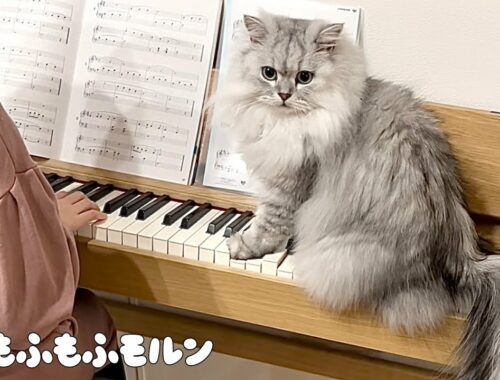 猫がピアノの練習を邪魔して困っています 【サイベリアン】