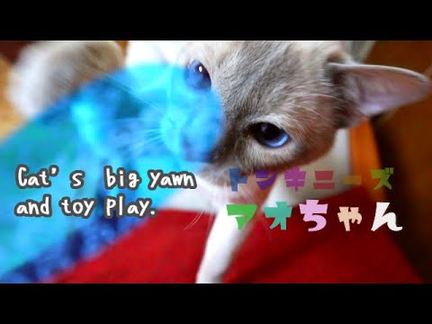 【トンキニーズ 】起きたら立ち伸びアピールする猫(^^♪ Cat’s big yawn and toy play.