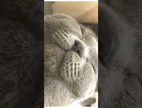 シャルトリュー　子猫　寝顔