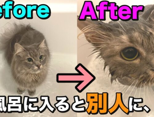 【初公開】ラガマフィンの猫がお風呂に入ったら小さくなったw