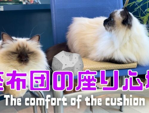 バーマン猫ミカ【座布団の座り心地】The comfort of the cushion （バーマン猫）Birman/Cat