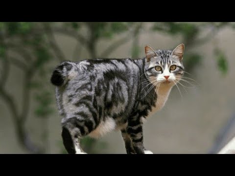 Gato Bobtail Japonês.