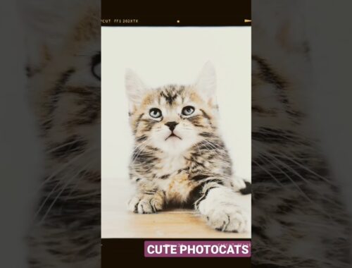 cute photo cats #cute #shorts #video #kucing #viralshorts #cats