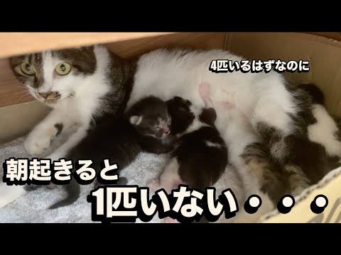 【閲覧注意】母猫が生まれて3日の子猫を食べて一人いなくなりました