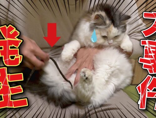【事件】猫のおしりからヒモ状のものが…！【関西弁でしゃべる猫】