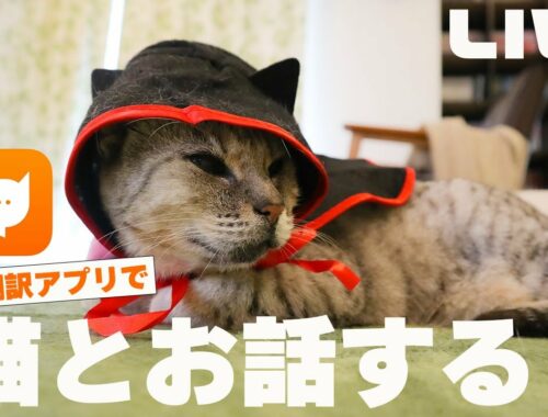 話題の猫語翻訳アプリでオシキャットのあんずとお話する生配信