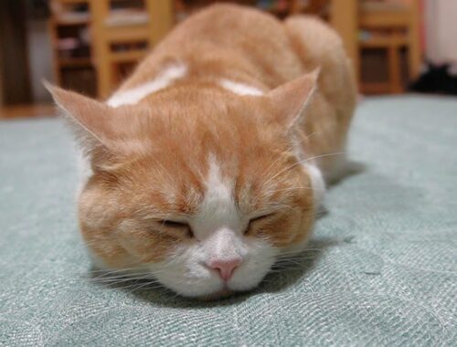 ホットカーペットの虜になった猫がかわいすぎ【スコティッシュフォールド】【アビシニアン】