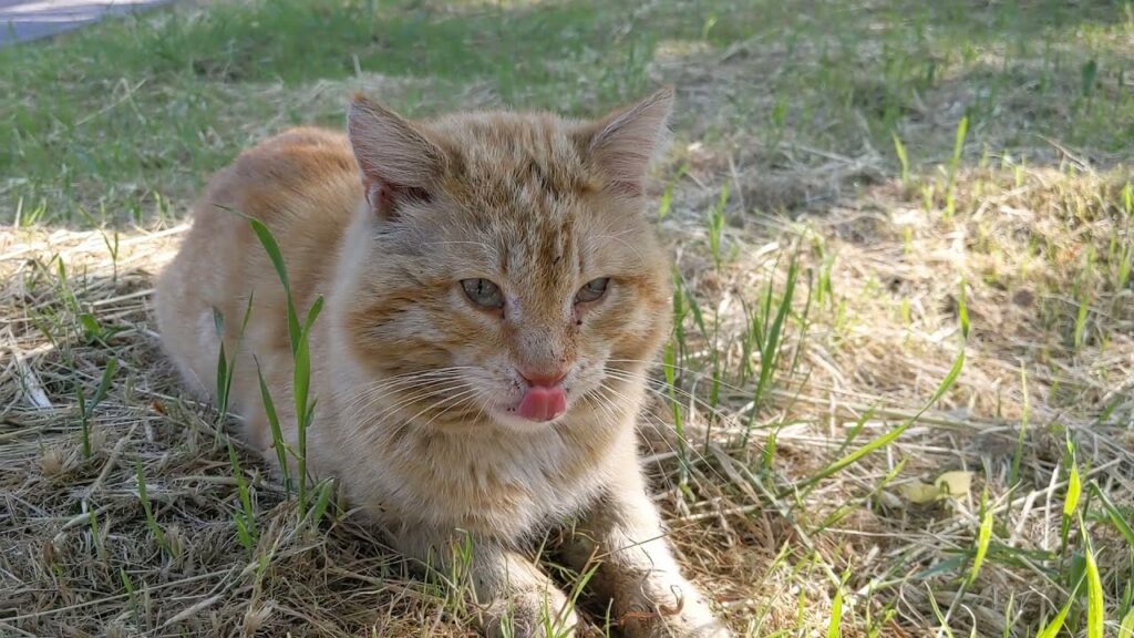 Weird Cat Behaviors: Cats are obsessed with ants. This cat sits on top of an ant nest.