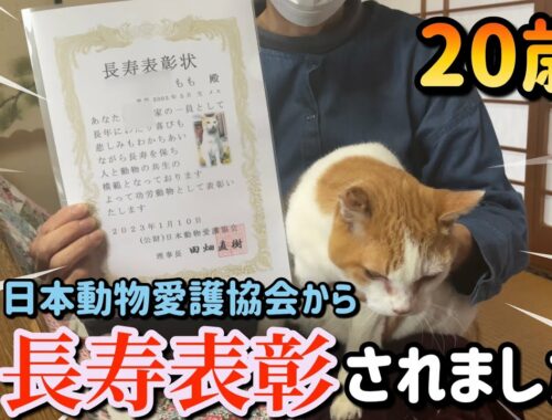 ㊗️20歳の老猫が日本動物愛護協会から長寿表彰して頂きました。