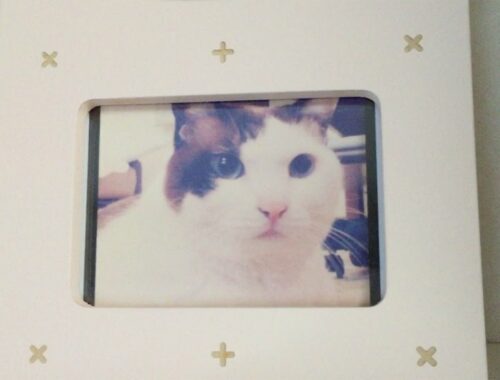 日本猫「ハナ」突然のお別れ。享年１６歳でした。長生きしたね。[追加コメ] Rest in Peace Hana