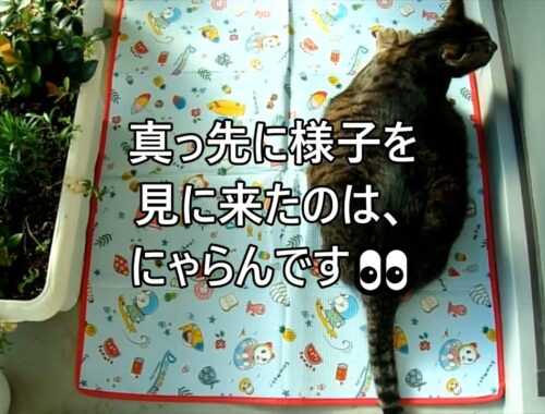 【ドラえもん】シートを頂きました🌻【日本猫のにゃらんとギンジ】