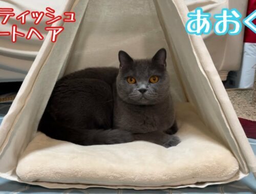 【ブリティッシュショートヘア】ペット用テント買ったら独り占め猫が現れた！笑  When I bought a pet tent, a monopolized cat appeared! smile