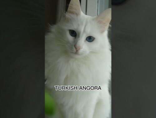 TURKISH ANGORA 😻 #animals #cats #shorts