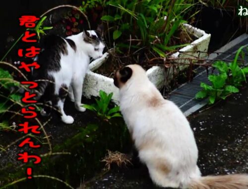 ねこ漫才「なんかおるで」　出演/日本猫とヒマラヤン