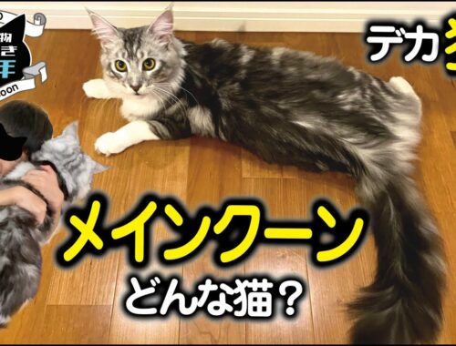 【メインクーン大型猫】大きさ／飼い方／去勢／性格／どんな猫？