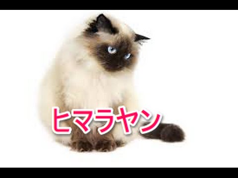 【猫図鑑】ヒマラヤン
