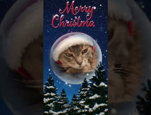 もうすぐクリスマスですよ！ #shorts #猫動画 #アビシニアン #cat #まな猫