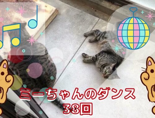 【踊ってみた】ミーちゃんのダンス38回。【日本猫のミーちゃん】