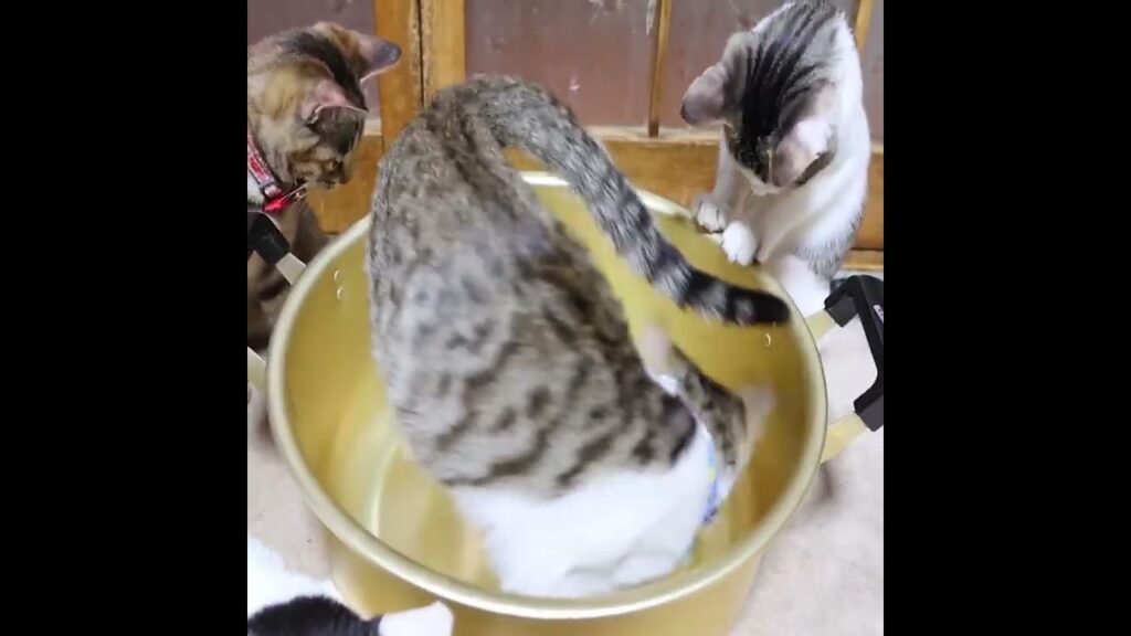 鍋で遊ぶ子猫たち　230123