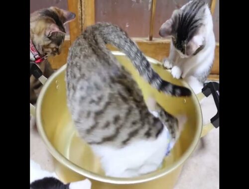 鍋で遊ぶ子猫たち　230123