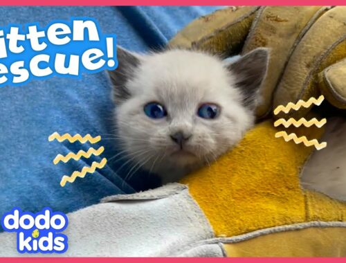 Tiny Kitten Rescued From Roof Loves Snoozing On Shoulders | Rescued! | Dodo Kids