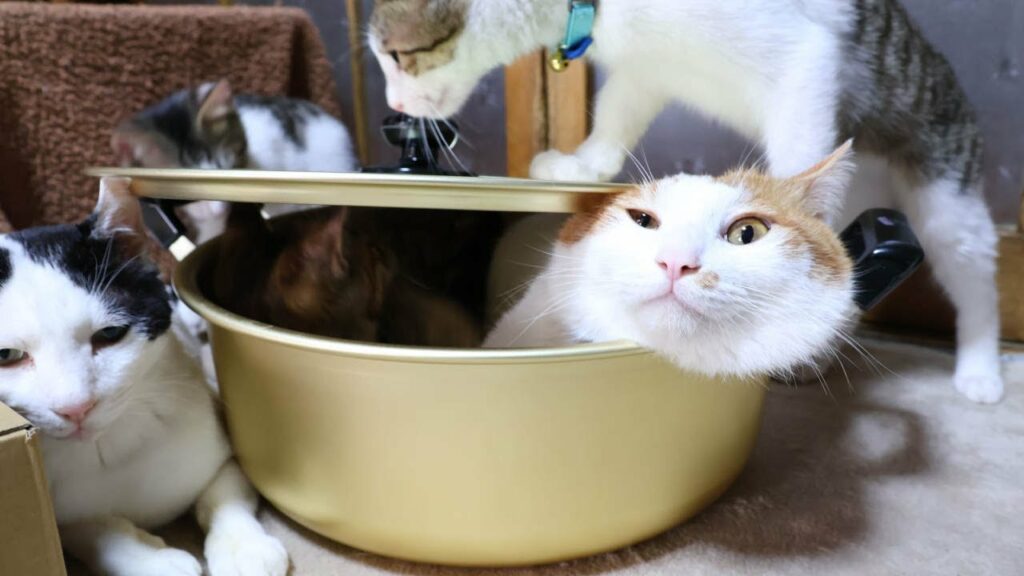 鍋で遊ぶ子猫たち 230123 鍋で遊ぶ子猫たち 230123