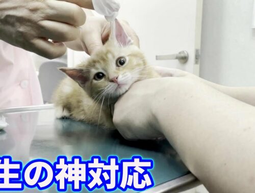 子猫を病院に連れて行ったら先生が噛み癖の治し方を伝授してくれました
