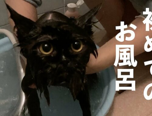 [セルカークレックス]激臭モフモフ黒猫の初めてのシャンプー/Fluffy black cat's first shampoo
