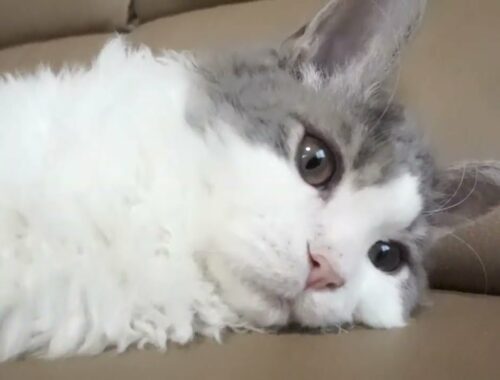 セルカークレックス子猫　2022.７.23産まれ　ブルー＆ホワイト　男の子　シーダキャット猫のお店