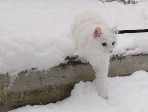 Turkish Van Cat walking in deep snow