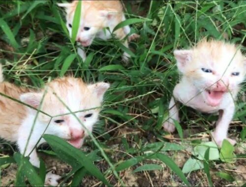 Save 3 newborn kittens abandoned in the grass by the roadside, cold, hungry, crying