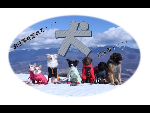 犬とスノーシュー　ドックトレーナーの雪遊び♪＾＾
