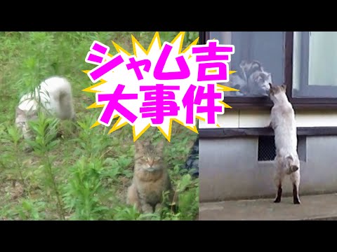 恋猫シャム吉、ついにサブ吉に襲いかかる！更にネコ吉に‥　Shamu-Cat fights with Sub-Cat!