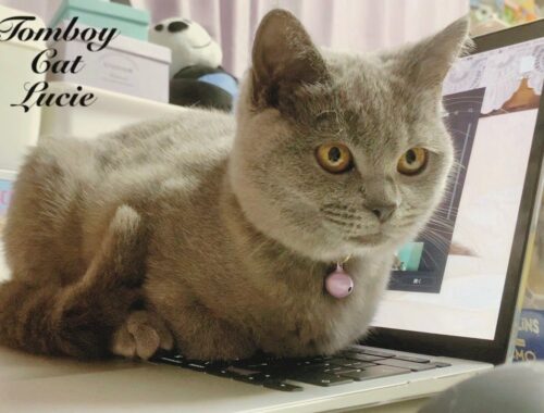パソコンの邪魔をするシャルトリューの子猫があざとくて可愛いのです