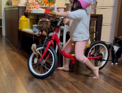 自転車に乗るお姉ちゃんの後ろを付いてくる猫　ラガマフィン　A cat following a daughter riding a bicycle