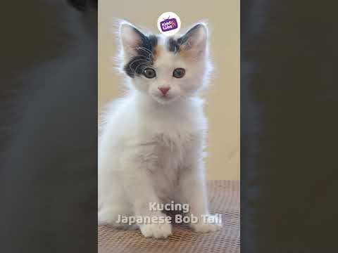 Kucing Japanese Bob Tail dan Kucing Korat | Jenis Kucing Lucu