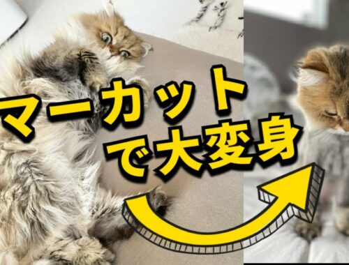 【サマーカット】ペルシャ猫のお悩み毛玉!サマーカットで大変身