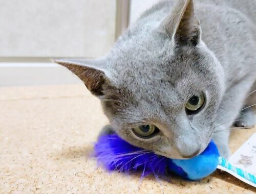 【猫動画】おもちゃを取られないように必死なロシアンブルー【russianbule】Desperate Russian Blue to keep her toy from being taken