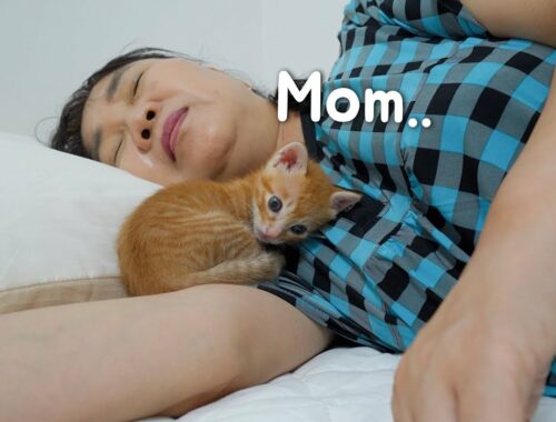 What Happens When You Sleep with a Kitten?