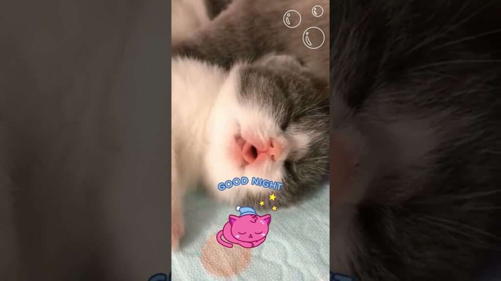 anak kucing tidur #shorts #kitten #kitty #meow #trending #viral #cutecat #catlover #kittycat  #pets