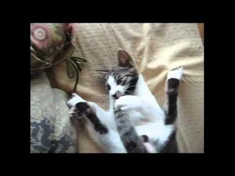 猫CM AIXIA 日本の猫ビデオ