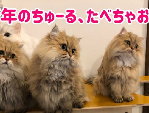 【チンチラペルシャ猫】新年のちゅーるは格別だ！#チンチラペルシャ#猫動画#ちゅーる