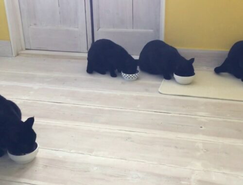 4匹の黒猫ボンベイファミリー